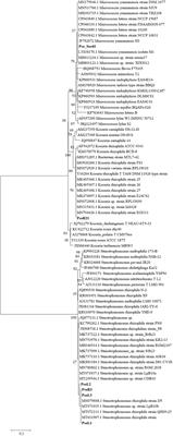 Frontiers Characterization Of The Endophytic Bacterial Community Of